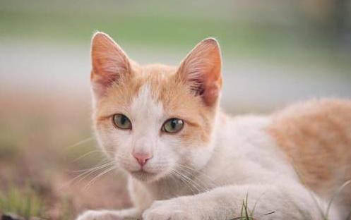 小猫呕吐应该怎么办