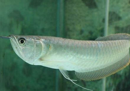 银龙鱼可以活多久寿命