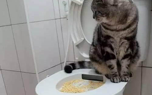 猫可以吃小米鸡胸肉粥