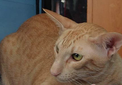 怀孕东方猫咳嗽吃什么药