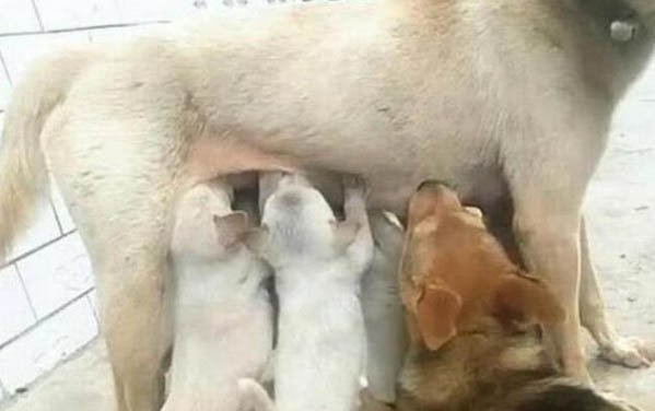 怀孕的母狗感冒了能吃什么药