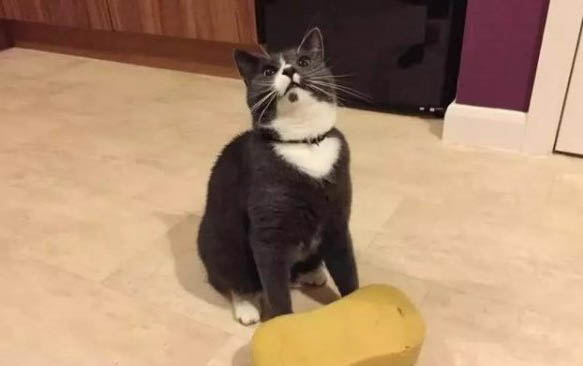 刚出生的小猫不喝注射器里的奶怎么办呢