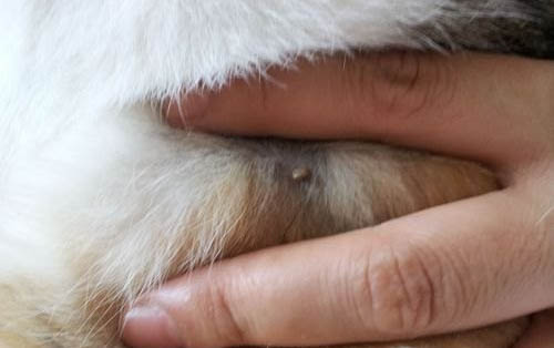 猫咪死了埋着好还是不埋好