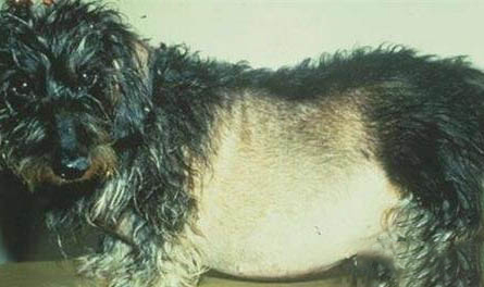 纯种中国冠毛犬价格