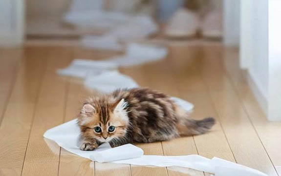 猫咪患有猫瘟睡过的床单要扔吗
