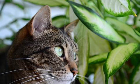 猫咪母鸡坐着肚子疼,原因及处理方法