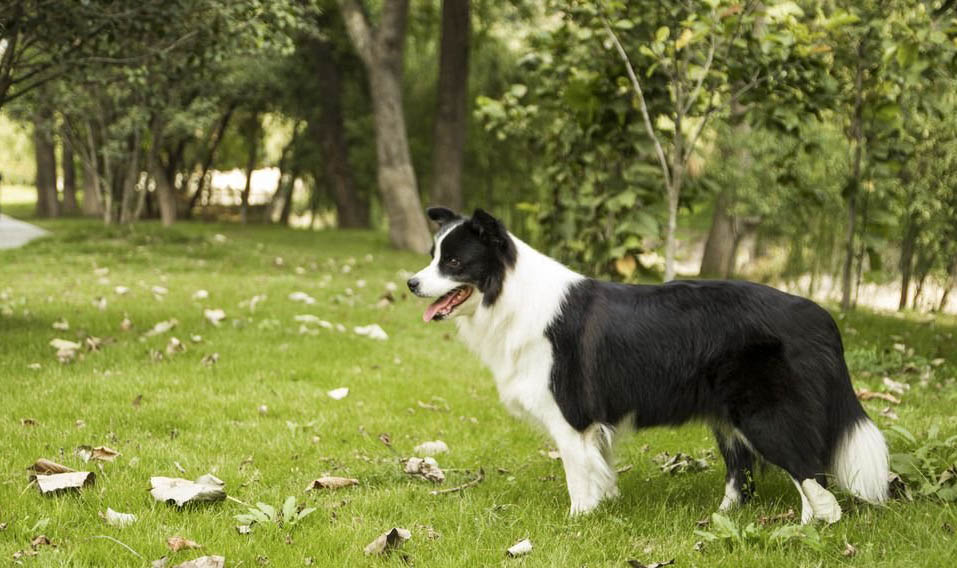 边境牧羊犬的训练方法