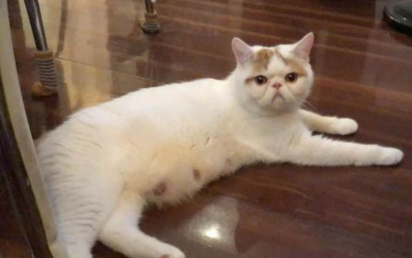 小猫的生活特点?
