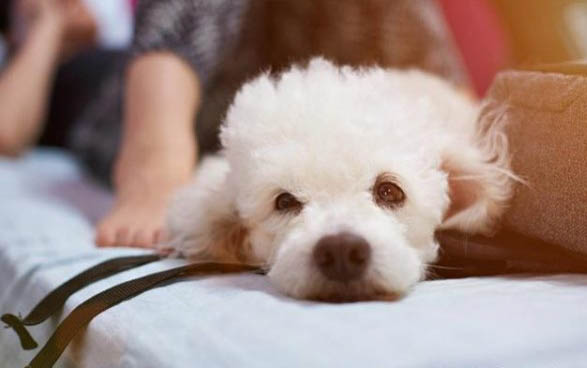 狗狗肚子一抽一抽的原因是什么