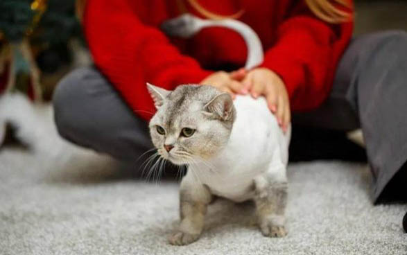 小猫能吃鸡胸肉吗