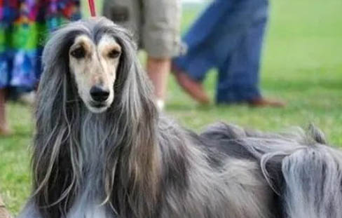 为何中国禁止阿富汗犬