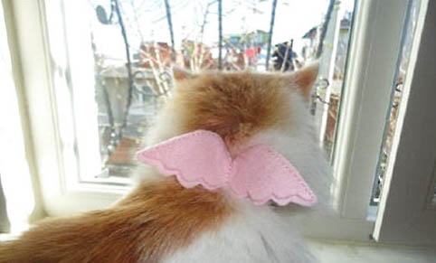 猫咪的饭碗要多久洗一次