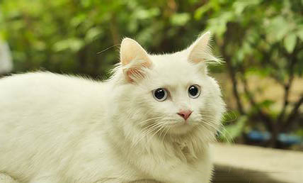山东狮子猫脱毛的原因及处理方法