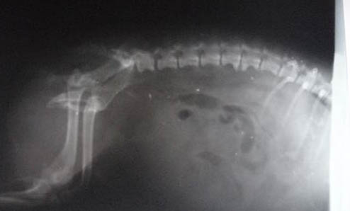 犬猫疫苗免疫失败的原因及处理方法