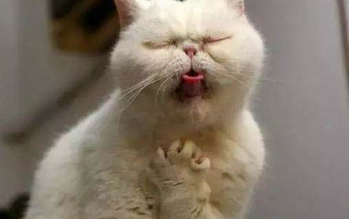 小猫尿床的原因及处理方法