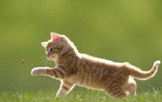 猫咪外貌特征