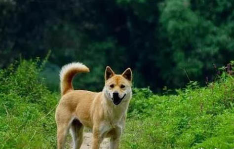 狗狗小便黄是什么原因?