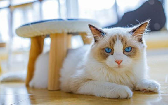 猫一天睡多久正常