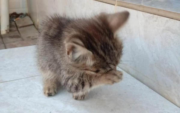 小猫多久掏一次耳朵?