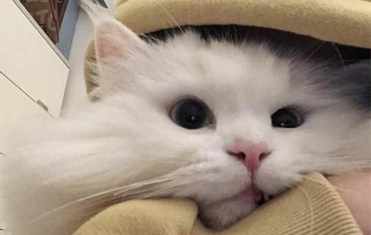 猫咪能吃感冒药吗？