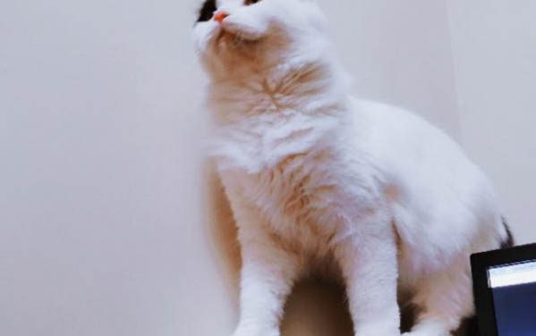 请问猫咪呕吐的原因及处理方法?