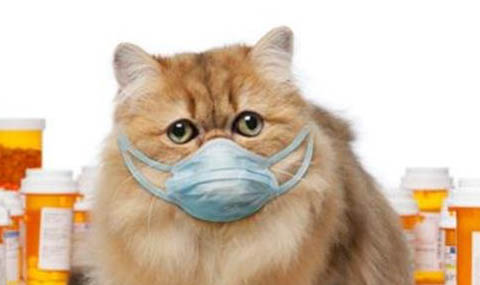 猫的感冒症状