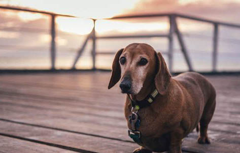 如何给幼犬夜间保暖
