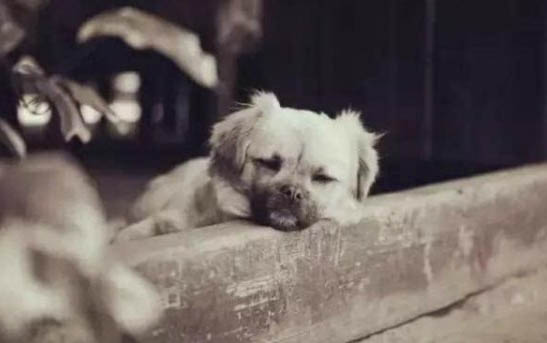拉布拉多和德牧杂交幼犬好吗