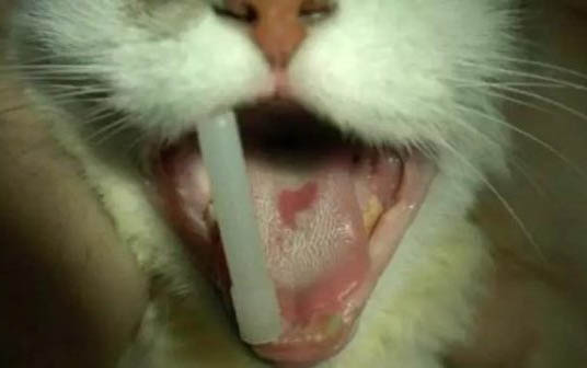 猫为什么老舔自己身体