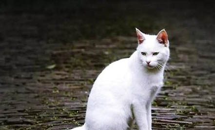 家里新来的猫怎么和原来的猫咪相处好