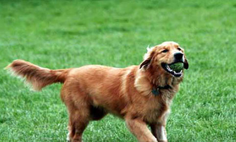 金毛犬的饲养