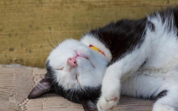 猫咪眼睛有白色粘稠物