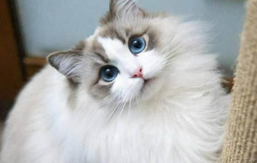 最便宜的布偶猫幼猫多少钱一只