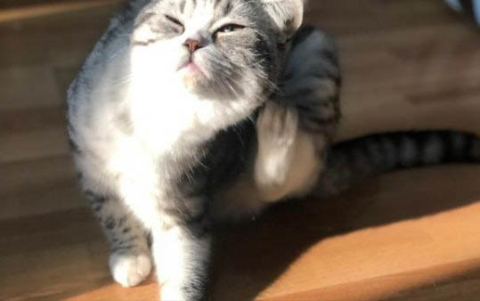 猫咪一天要吃多少猫粮