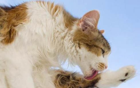 猫咪吃维生素b用量