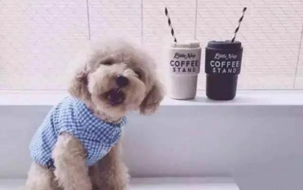 犬瘟出现抽搐还能活多久