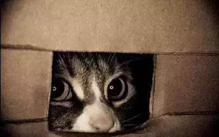 小猫多大会用猫砂盆