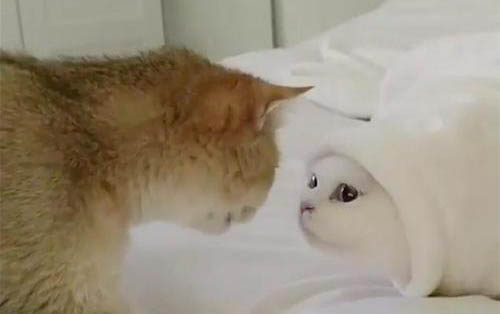 请问猫咪呕吐的原因及处理方法?