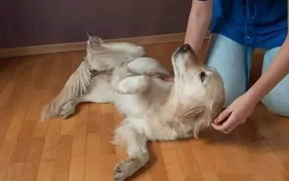 金毛长大要多久