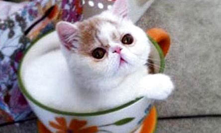 猫咪多大可以生小猫