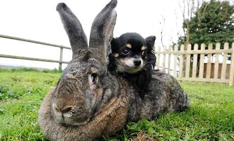 兔子怎么看公母