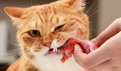 猫咪的口腔怎么护理