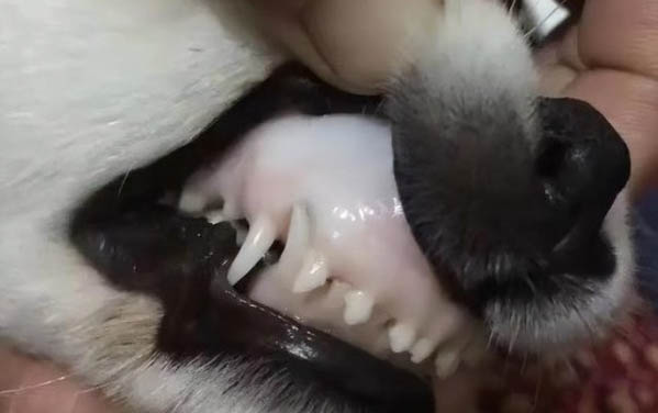 小猫拉血便怎么回事,小猫患上肠炎怎么治疗