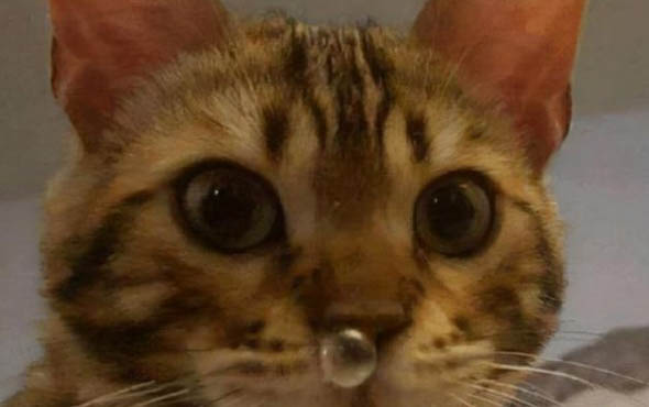 请问猫咪呕吐的原因及处理方法?