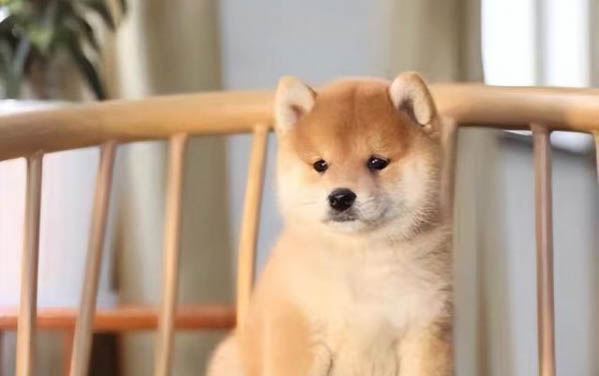 柴犬和金毛哪个聪明