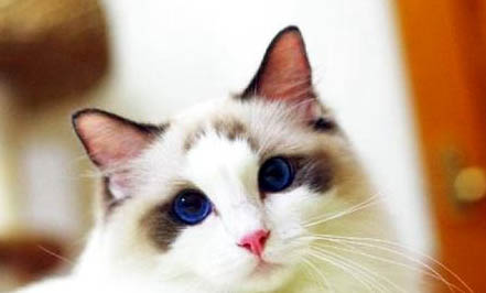 猫咪身上的寄生虫会传染给人吗