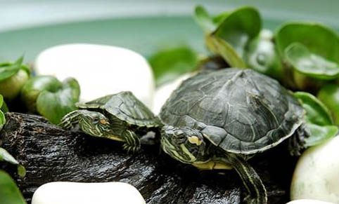 巴西龟不做冬眠有什么影响吗