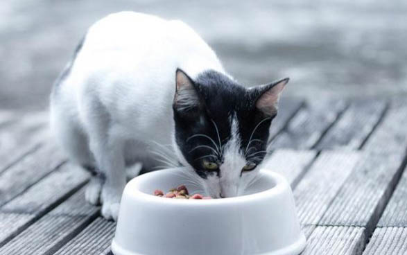猫能吃人的消炎药有哪些？