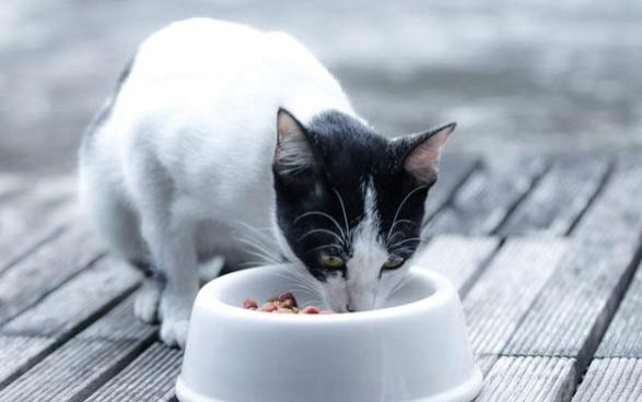 猫咪发烧吃什么药效果好