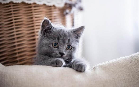 小猫为啥喜欢吃鱼